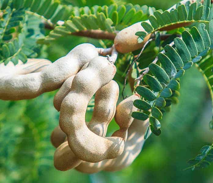 IMG 9146 انواع تمرهندی و خواص شگفت انگیز آن برای تقویت استخوان ها